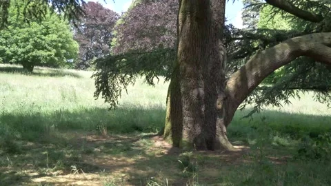 Tree in the forest filmed down to up 库存影片 133201838