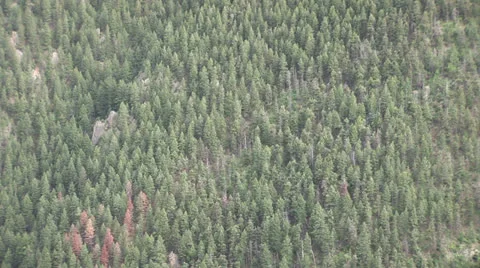 Tree Forest Stock Footage 26052342