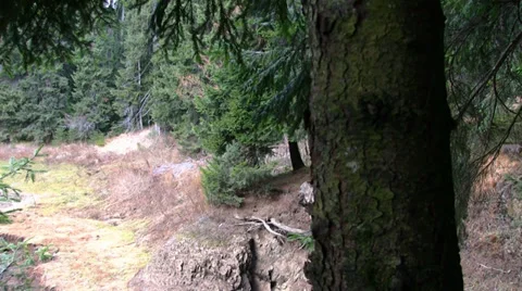 Tree Forest Stock-Footage 35042162