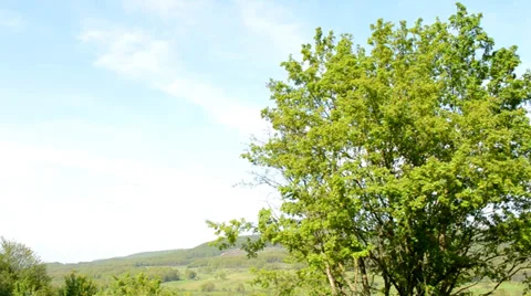 Tree with forest Stock Footage 37736927