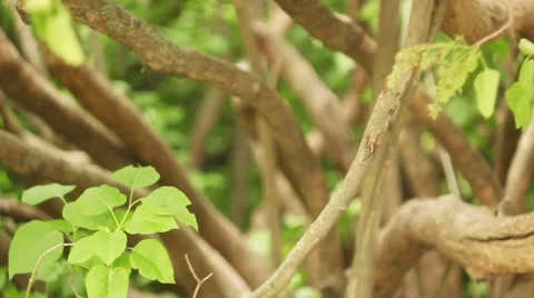 Tree in the forest 스톡 동영상 41508894