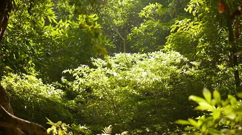 Tree In Forest Stock Footage 47707697