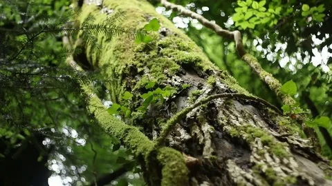 Tree in the Forest Stock Footage 77344874