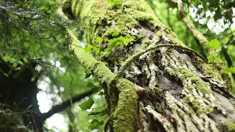 Tree in the Forest Stock Footage 77344877