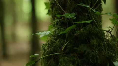 Tree in Forest Stock Footage 77509626