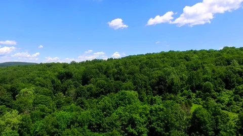 Tree Forest Video stock 77630871