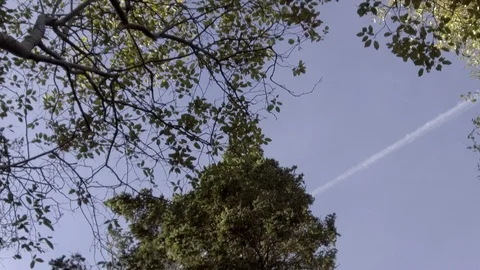 Tree in the Forest Vidéo 90982674