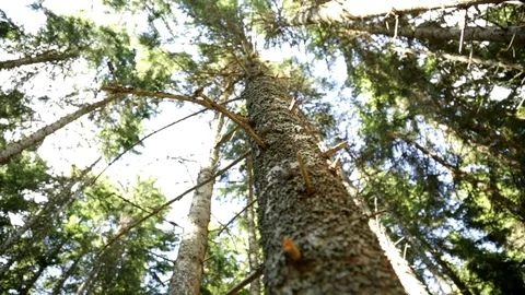 Tree In The Forest Video stock 95035753