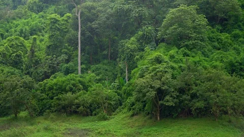 Tree in forest Stock Footage 95418604