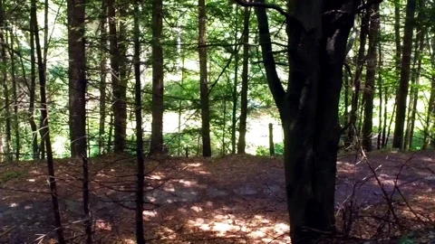 Tree in the forest Video stock 101462070