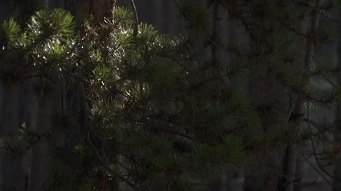 Tree In a Forest 스톡 동영상 105188846