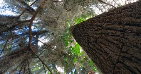 Tree in the forest Stock Footage 119535032