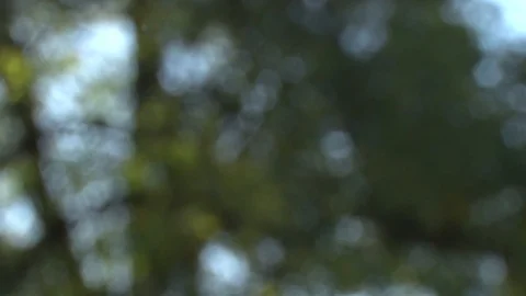 Tree forest Stockbeeldmateriaal 126084284