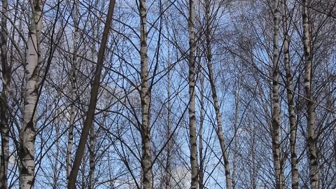 A tree in a forest Video stock 129578524