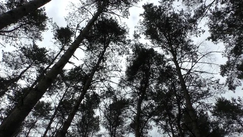 A tree in a forest Video stock 129578871