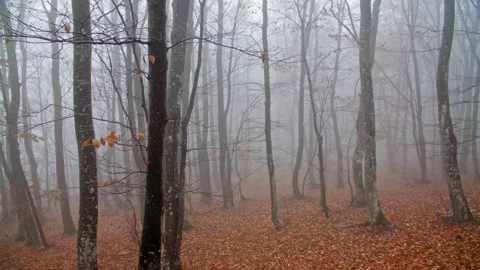 A tree in a forest Stock Footage 131300678