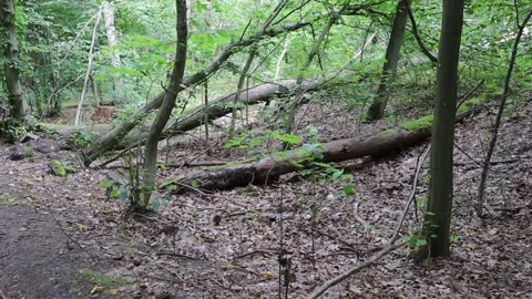 Tree in the forest. Stock Footage 137526052