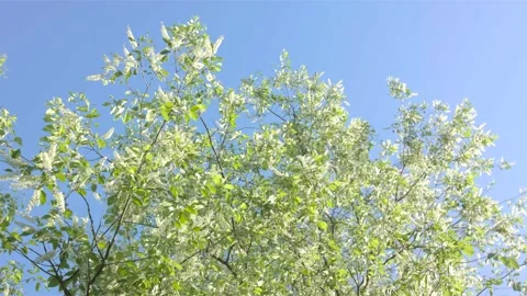 A tree in a forest Stock Footage 137531151