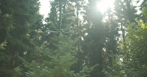 Tree in forest Stock Footage 139755638