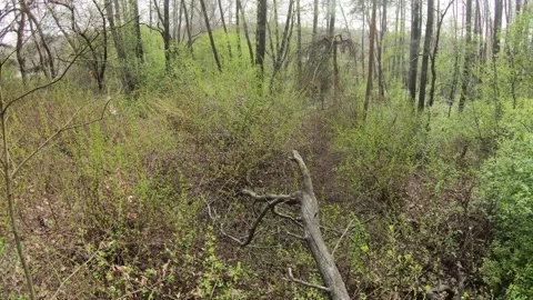  tree in the forest	 Stock Footage 149317856