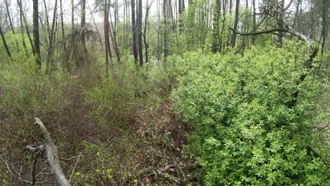 A tree in the forest	 Stock Footage 149317863