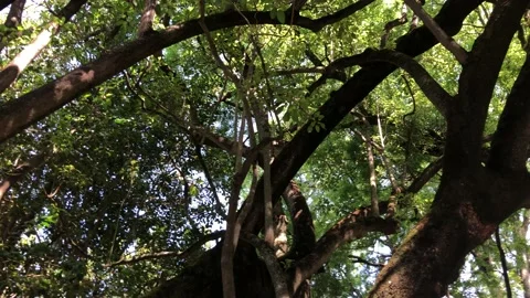 Tree forest Video stock 151699144