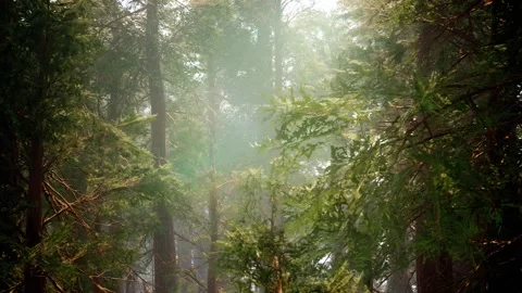 A tree in a forest Stock Footage 155227179