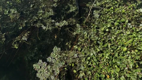 A tree in a forest Video stock 155355864