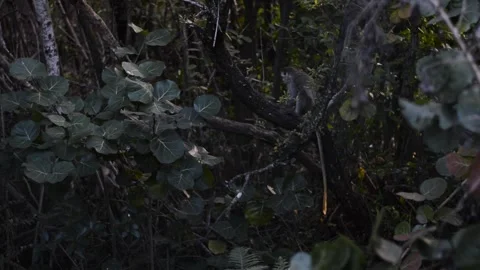 A tree in a forest Video stock 155397376