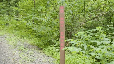 A tree in a forest 動画素材 155584293