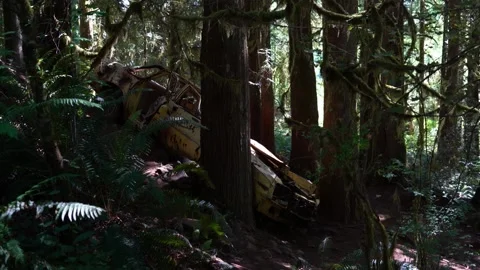 A tree in a forest 動画素材 155585617