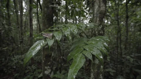 A tree in a forest Stock Footage 155586229