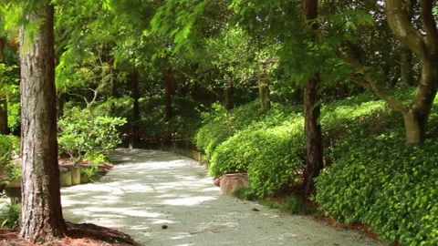 A tree in a forest Stock-Footage 155587695