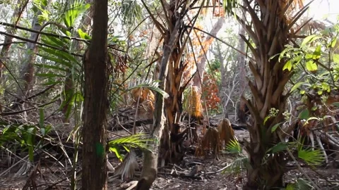 A tree in a forest Stock Footage 155591308