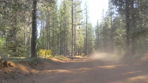 A tree in a forest Stock Footage 155591493