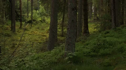 A tree in a forest Stock Footage 155591820