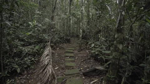 A tree in a forest Stock Footage 156011656