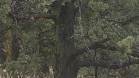 A tree in a forest Video stock 156024205