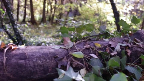 A tree in a forest 库存影片 156845842