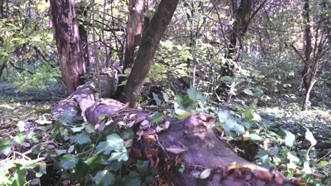 A tree in a forest 스톡 동영상 156846540