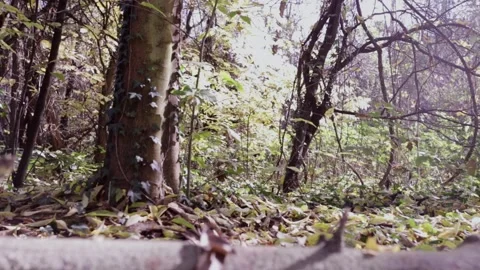 A tree in a forest 스톡 동영상 156848839