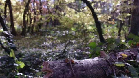 A tree in a forest 스톡 동영상 156849457