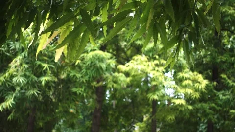 A tree in a forest Vídeos de archivo 157868493