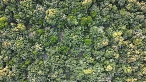 Tree forest 库存影片 163217372