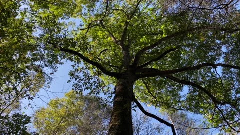 A tree in a forest Stock Footage 163808568