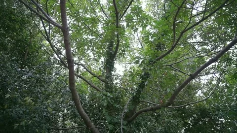 Tree in the forest Stock Footage 172352654