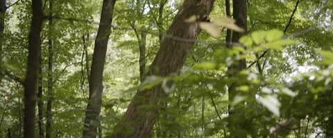 Tree in Forest Video stock 202342602