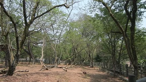 Tree in the forest Stock Footage 253736839