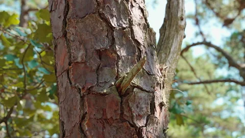 Tree in forest Stock Footage 254320335