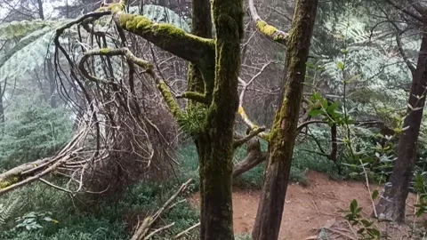 Tree in the forest Stock Footage 260407846